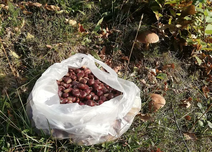 Forest Peace, Lavrovec * Hlevni Vrh